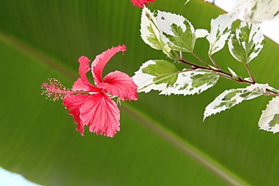 Hibiscus rosa-sinensis - ibišek, čínská růže - květ a listy